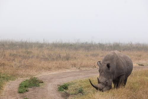 Nairobi photo